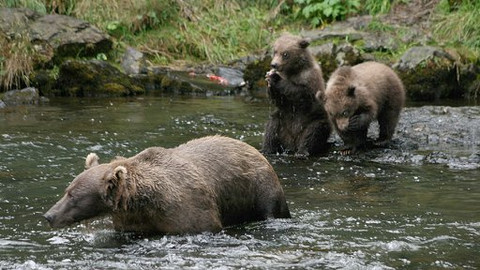 60 zvířecích zabijáků - Epizoda 4/20