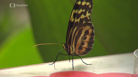 Zprávičky - 11. dubna