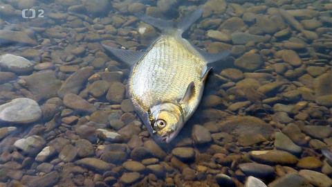 Nedej se! - S.O.S. Bečva