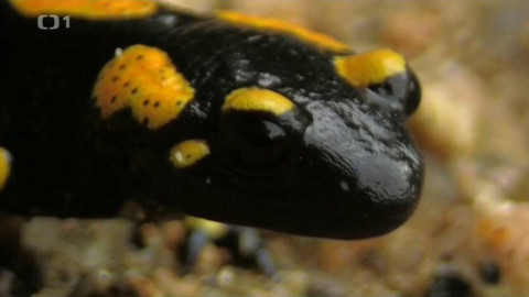 Živé srdce Evropy - Mlok skvrnitý