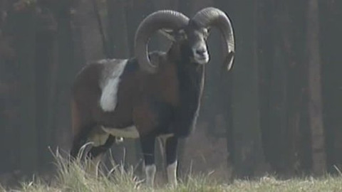 Tisíc let české myslivosti - 16. května 2008