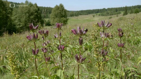 Minuty z přírody - Hořec panonský