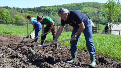 Malá farma - Brambory na slámě