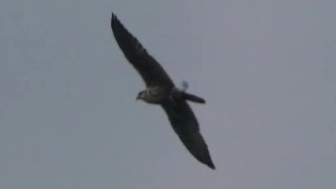 Tisíc let české myslivosti - 9. května 2008