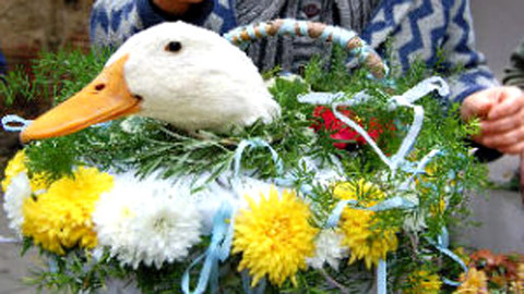 Na hranici tradic - Kradení kačera ve Skoronicích