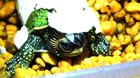 Příběhy zvířecích miminek - Epizoda 26/28