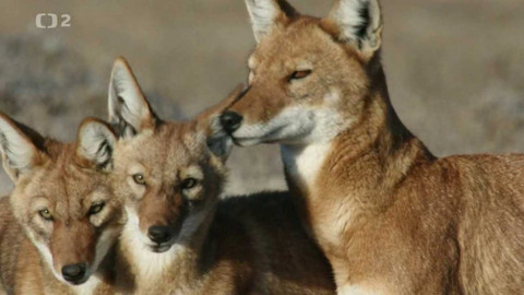 Dobrodružství vědy a techniky - Vlček etiopský - vzácná psovitá šelma