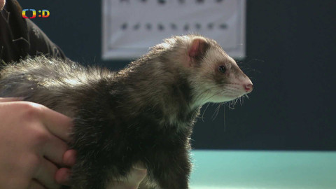 Terčin zvířecí svět - 28. února