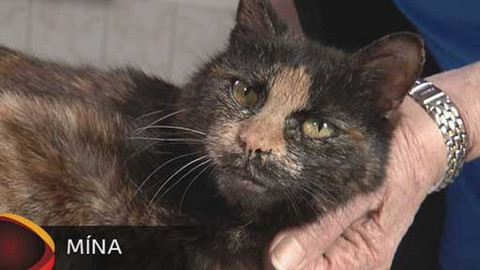 Chcete mě? - Chcete je?