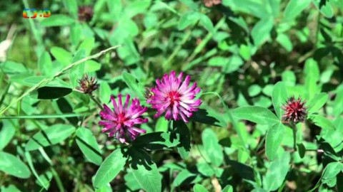 Živý svět: Kvítí - Jetel