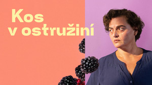 Obrázek pořadu Kos v ostružiní