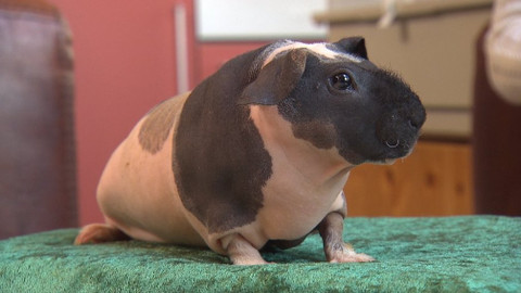 Chcete mě? - 6. ledna 2019