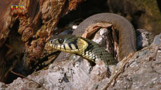 Terčin zvířecí svět