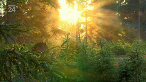 Minuta z přírody - Koda