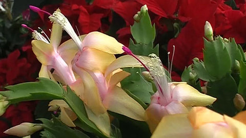 Zahrada pod lupou - 14. prosince 2011