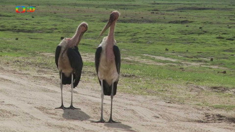 Africká abeceda - M – marabu