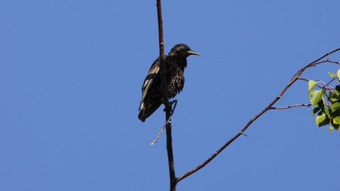 Příběhy z přírody - 5/6 Špačíček pán