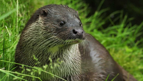 Dobrodružství vědy a techniky - Vydry v souboji s klimatickými změnami