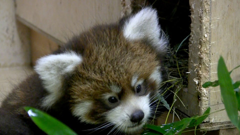 Příběhy zvířecích miminek - Epizoda 9/28