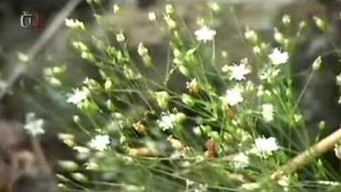 Živé srdce Evropy - Kuřička Smejkalova