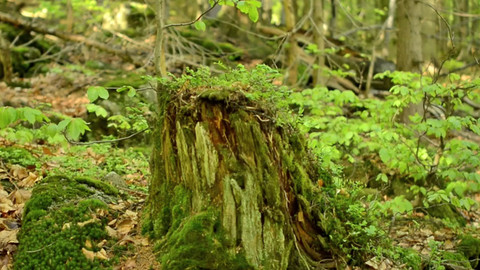 Minuty z Krkonoš - Mrtvé dřevo – živý les