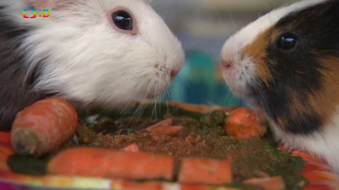 Terčin zvířecí svět - 8. listopadu 2019