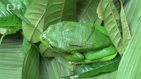 Objektiv - 20. ledna 2013