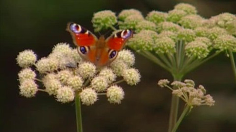 Přidej se - Slovensko