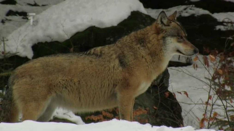 Živé srdce Evropy - Vlk