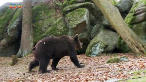 Méďové na cestách - 38/43 Slavonicko