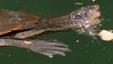 Svět zvířat - 14/20 Želvy