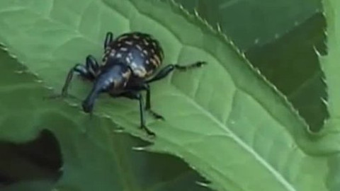 Přidej se - Karpatské louky a krokusy