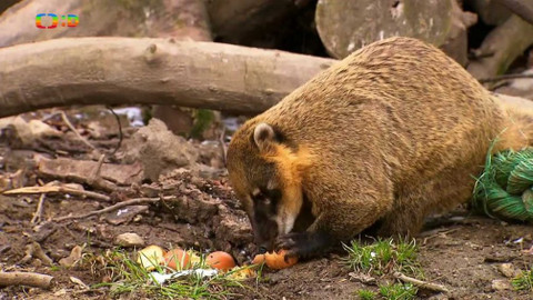 Terčin zvířecí svět - 27. dubna 2018