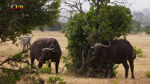 S Jakubem v Africe - 3/13 Buvol