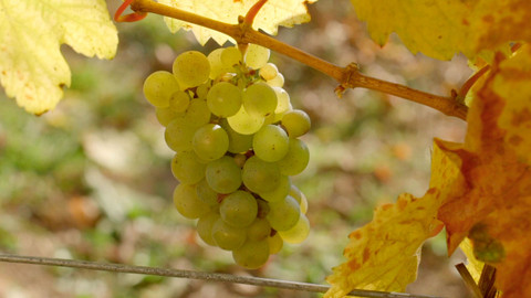 Milovníci vína - 8/12 Slavné chardonnay