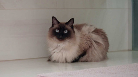 Kočka není pes - Nespolečenský Tonda a provokující Ryu s Míšou