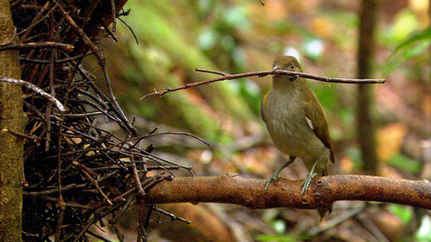 Obdivuhodný svět přírody - Lemčík zlatý