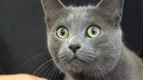 Chcete mě? - 22. února 2015