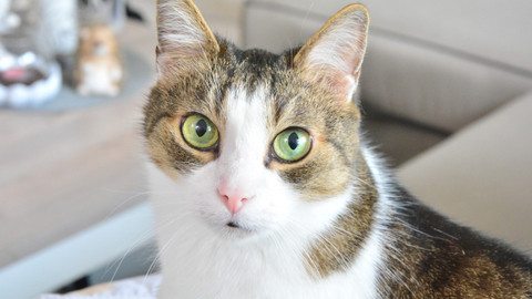 Kočka není pes - Hyperaktivní Waikiki a utlačovaný Oskar