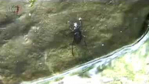 Živé srdce Evropy - Střevlík hrbolatý