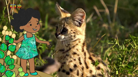 Velká kniha o zvířátkách - Epizoda 38/52