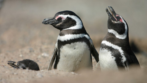 Na cestě - Na cestě po jihu Argentiny