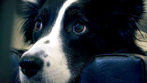 Zvířecí komunikace aneb Dokážou zvířata mluvit? - Epizoda 2/2