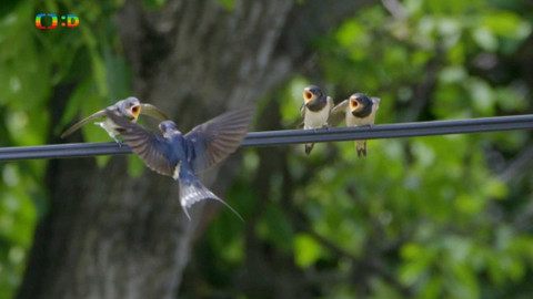 Ptačí rodinky - Vlaštovčí jídelna na drátě