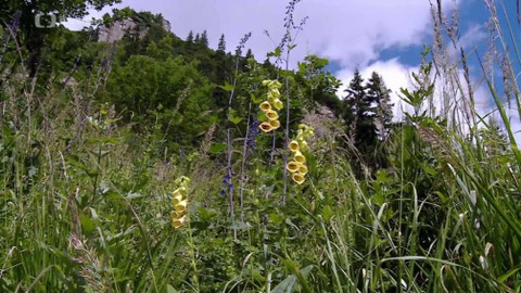 Minuty z přírody - Krkonošské zahrádky