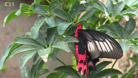 Toulavá kamera - 14. ledna 2018