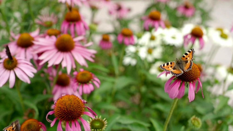 Zázračné bylinky - 9/13 Bylinky a roční období