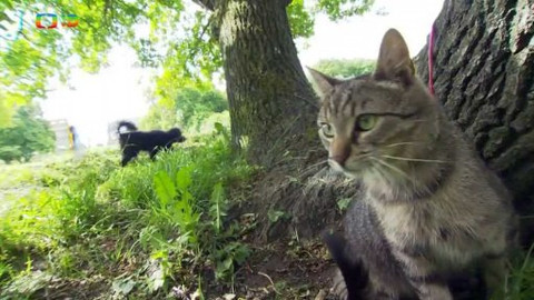 Kocour Mour poznává své příbuzné - Epizoda 7/8