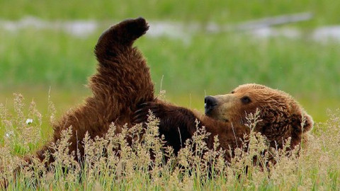 Medvědi grizzly na Aljašce - Epizoda 2/2