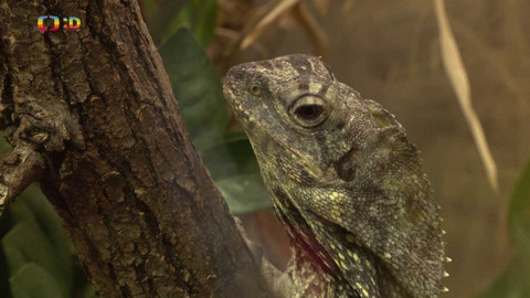 Terčin zvířecí svět - 11. března 2022